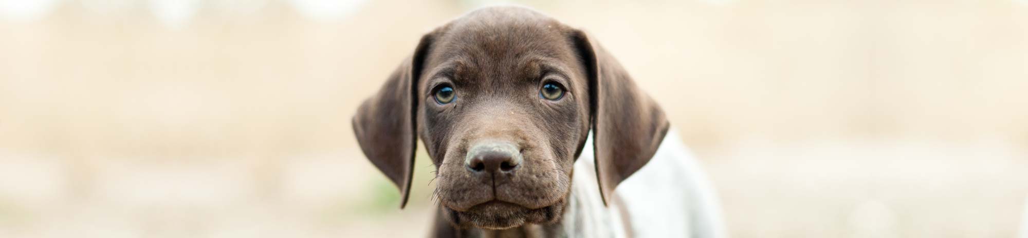 GSP Close Up Puppy