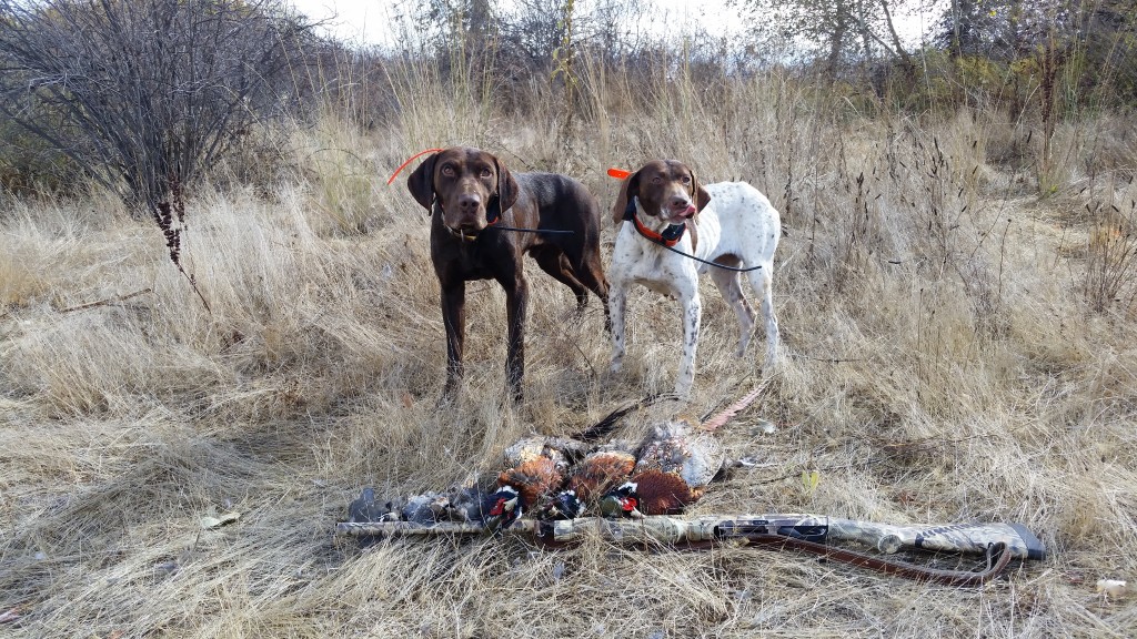 Ceasar & Josie GSP's Limit of Pheasants