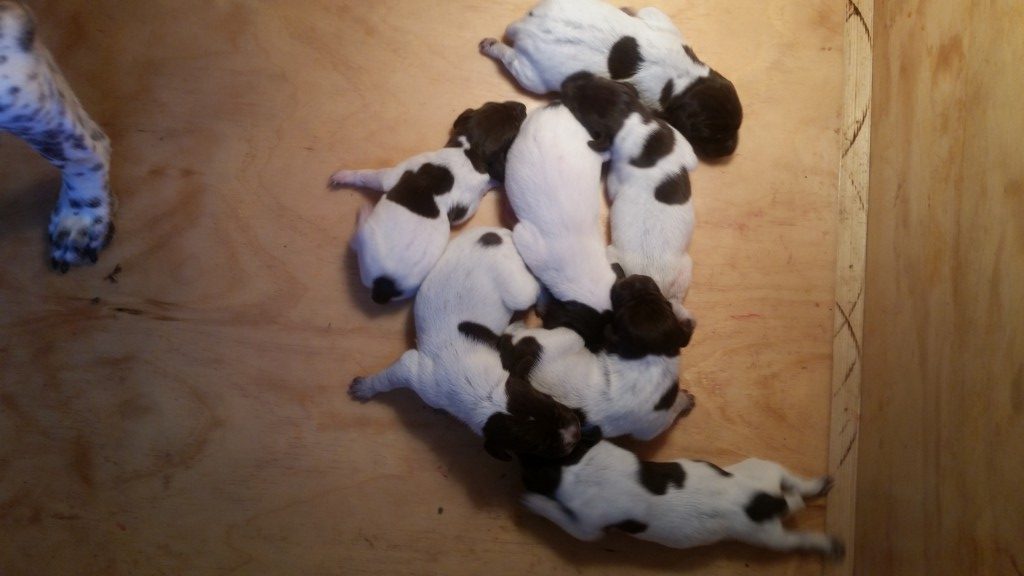 Idaho Shorthairs - German Shorthaired Pointer Puppy