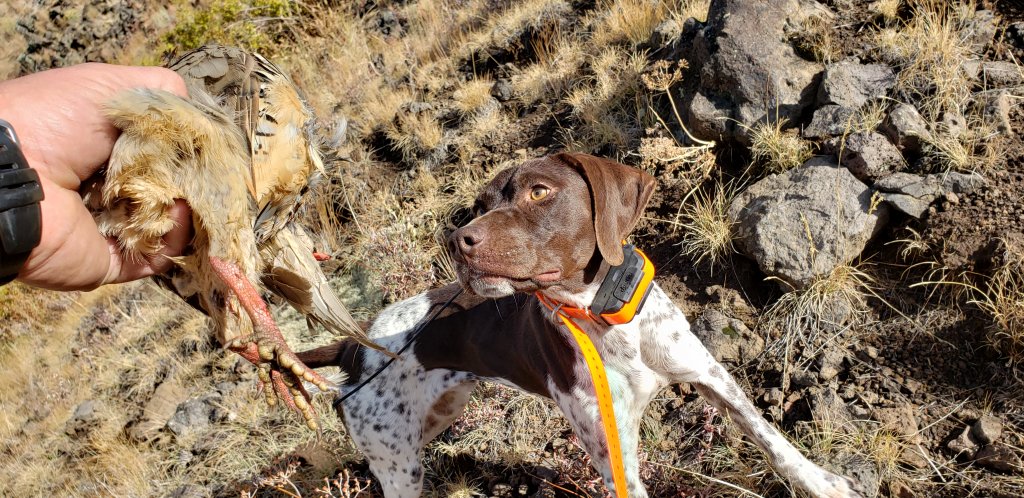 Jack Retrieving Chukars 1st Season