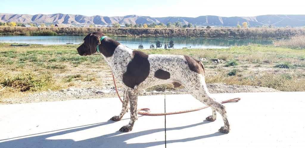 Finn German Shorthaired Pointer Left Profile