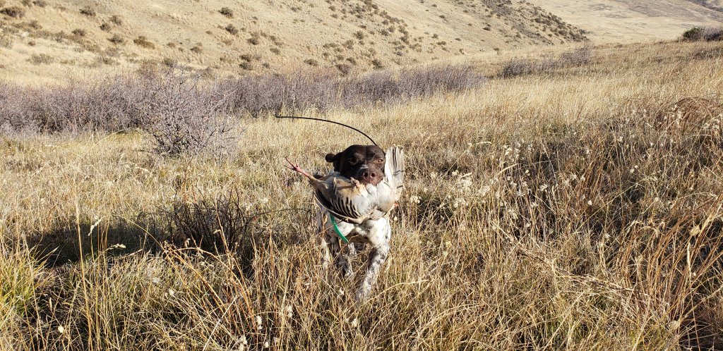 GSP Jack Retrieving a Chukar