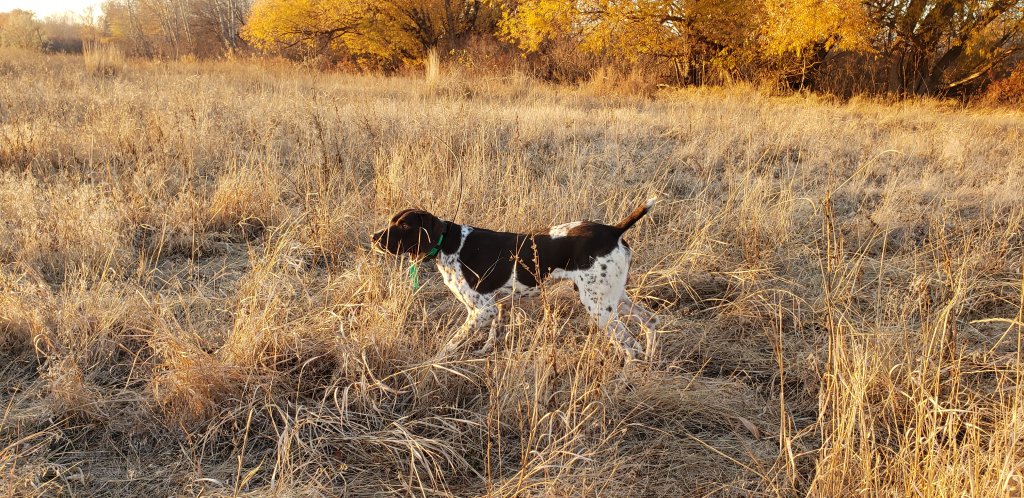 Jack GSP Pointing Pheasant