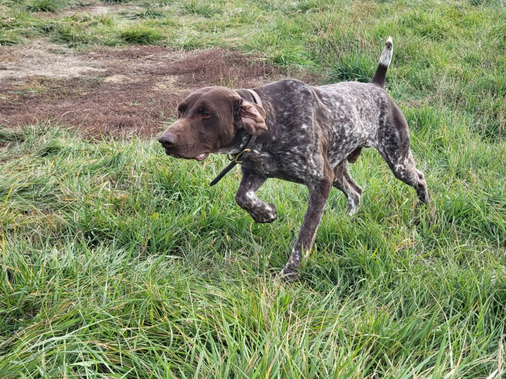 Radar - Liver & Roan GSP on Point