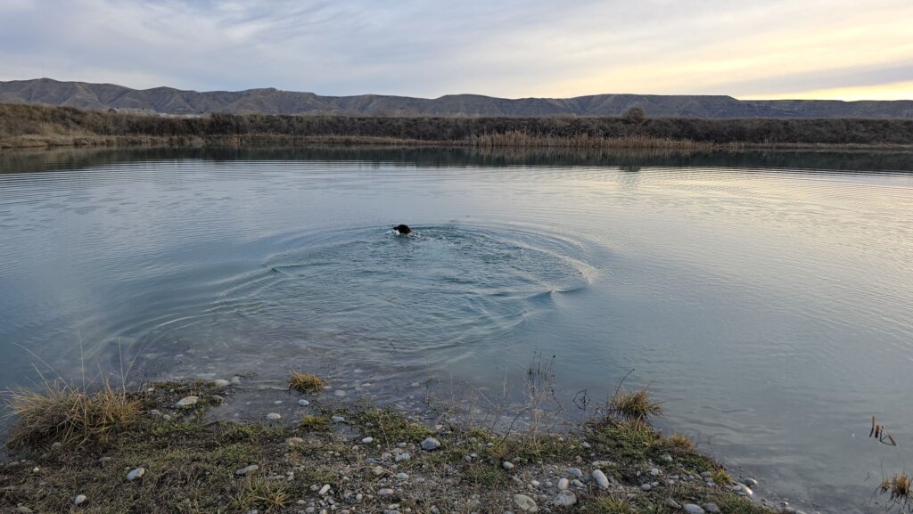 Riley Icy Water Retrieve