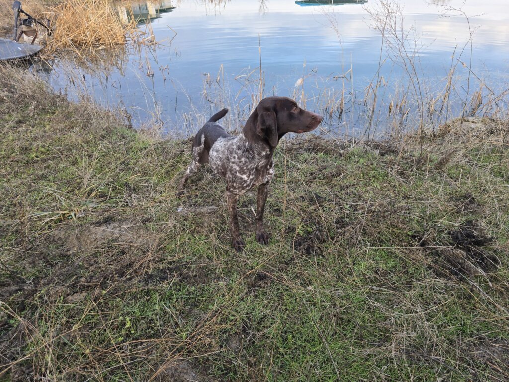 Riley Waiting  for  Icy Water Retrieve